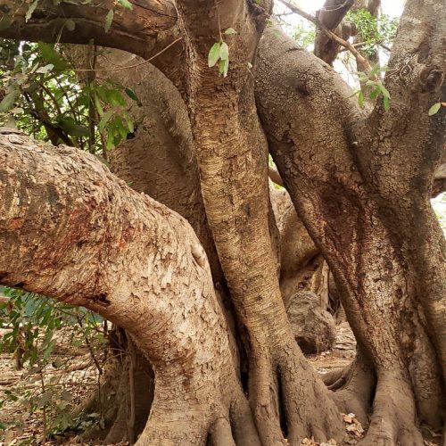 🌴 Chemka (Kikuletwa) Hot Springs Private Day Trip
