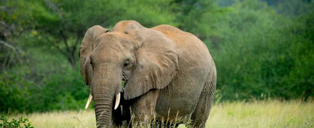 2 Days Tanzania Budget Group Join Safari: Lake Manyara & Tarangire