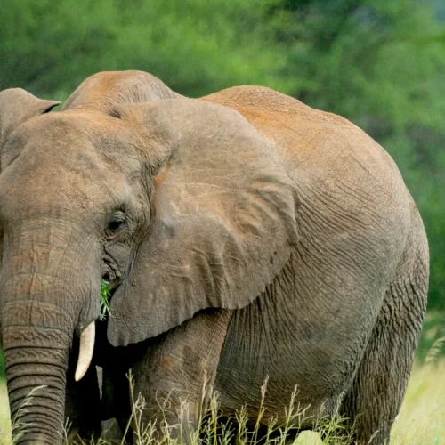 2 Days Tanzania Budget Group Join Safari: Lake Manyara & Tarangire