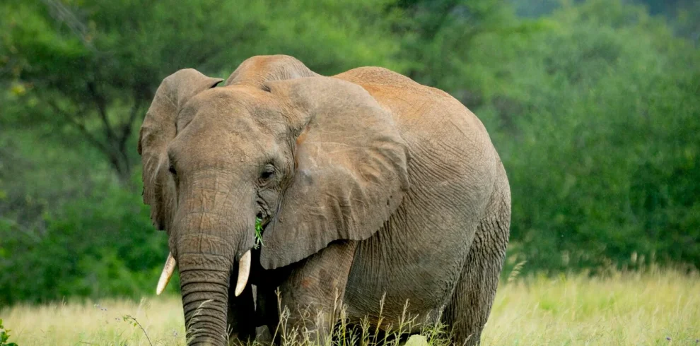 2 Days Tanzania Budget Group Join Safari: Lake Manyara & Tarangire