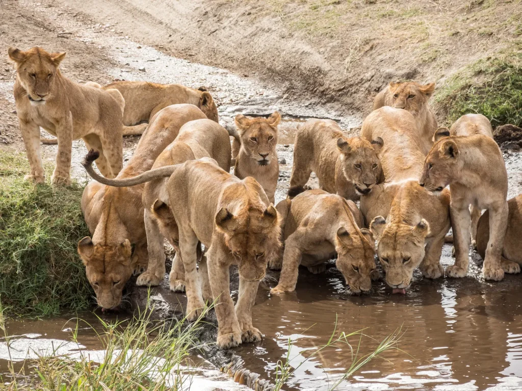 7 Days Tanzania Budget Group Join Safari: Lake Manyara, Tarangire, Serengeti & Ngorongoro