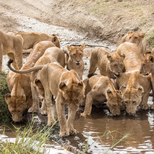 7 Days Tanzania Budget Group Join Safari: Lake Manyara, Tarangire, Serengeti & Ngorongoro
