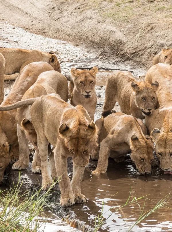 7 Days Tanzania Budget Group Join Safari: Lake Manyara, Tarangire, Serengeti & Ngorongoro