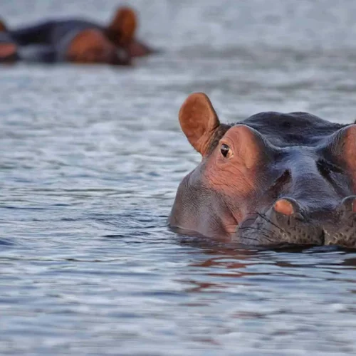 2 Days Tanzania Budget Group Join Safari: Lake Manyara & Ngorongoro