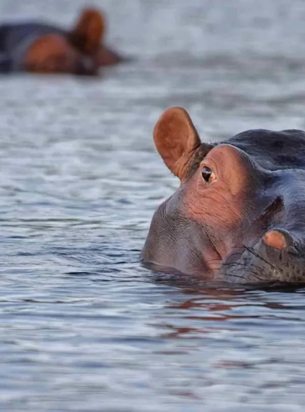 2 Days Tanzania Budget Group Join Safari: Lake Manyara & Ngorongoro
