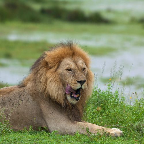 5 Days Tanzania Private Lodge Safari (With Arrival Day Included): Tarangire, Serengeti & Ngorongoro