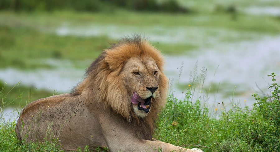 5 Days Tanzania Private Lodge Safari (With Arrival Day Included): Tarangire, Serengeti & Ngorongoro