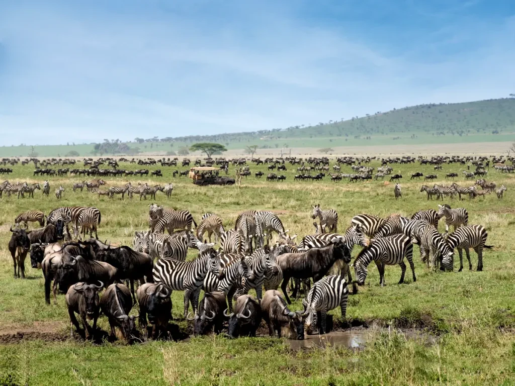 7 Days Tanzania Budget Group Join Safari: Lake Manyara, Tarangire, Serengeti & Ngorongoro