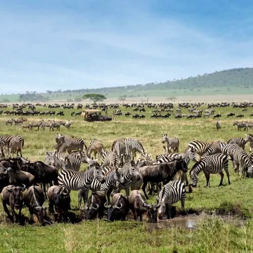 7 Days Tanzania Budget Group Join Safari: Lake Manyara, Tarangire, Serengeti & Ngorongoro