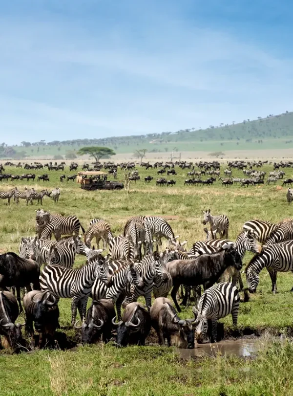 7 Days Tanzania Budget Group Join Safari: Lake Manyara, Tarangire, Serengeti & Ngorongoro