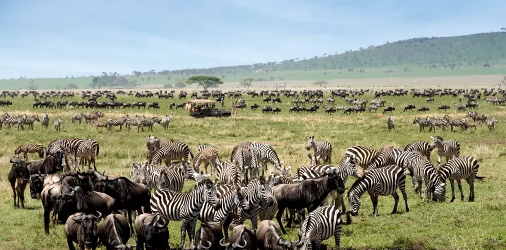 7 Days Tanzania Budget Group Join Safari: Lake Manyara, Tarangire, Serengeti & Ngorongoro