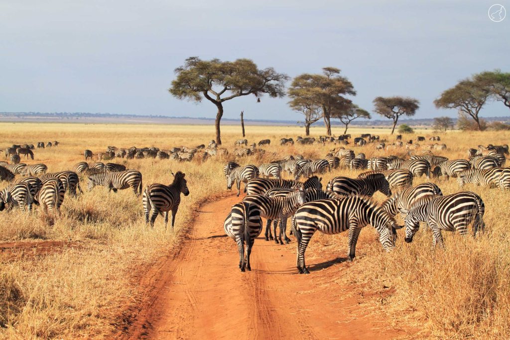 2 Days Tanzania Budget Group Join Safari: Lake Manyara & Tarangire