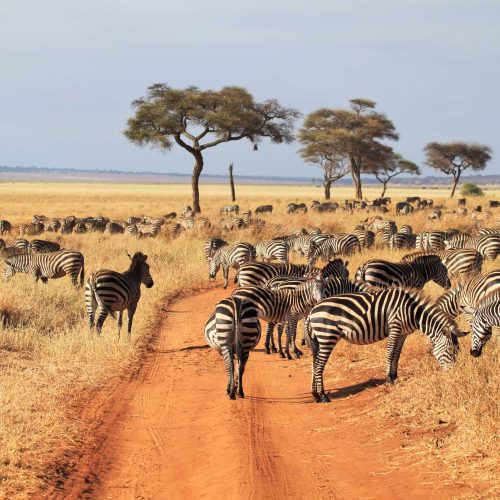 2 Days Tanzania Budget Group Join Safari: Lake Manyara & Tarangire