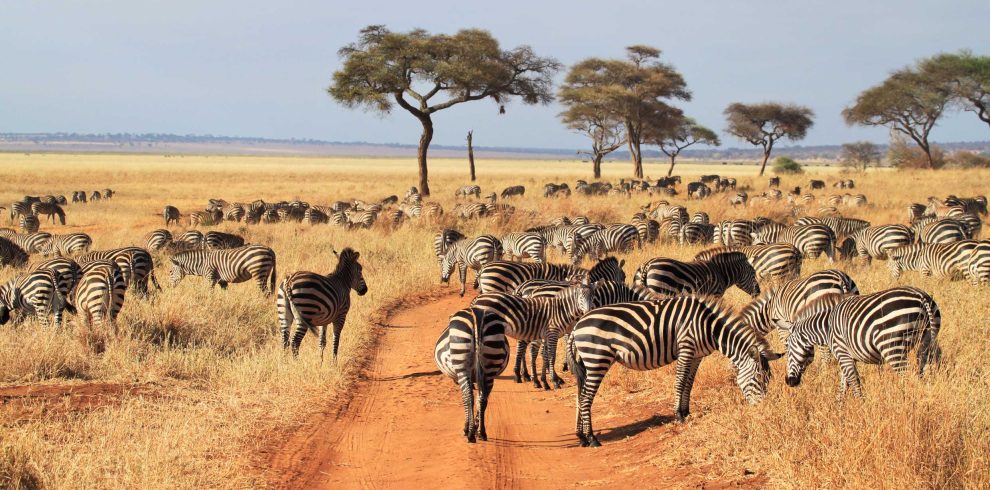 2 Days Tanzania Budget Group Join Safari: Lake Manyara & Tarangire