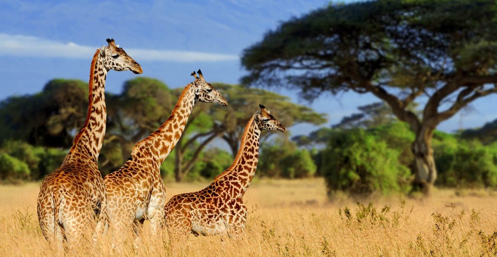 5 Days Tanzania Private Lodge Safari (With Arrival Day Included): Tarangire, Serengeti & Ngorongoro