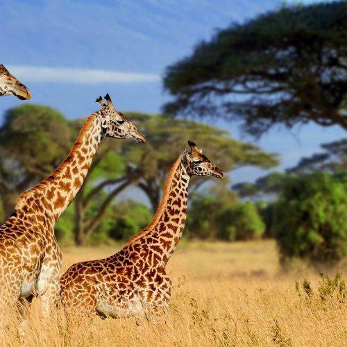 5 Days Tanzania Private Lodge Safari (With Arrival Day Included): Tarangire, Serengeti & Ngorongoro