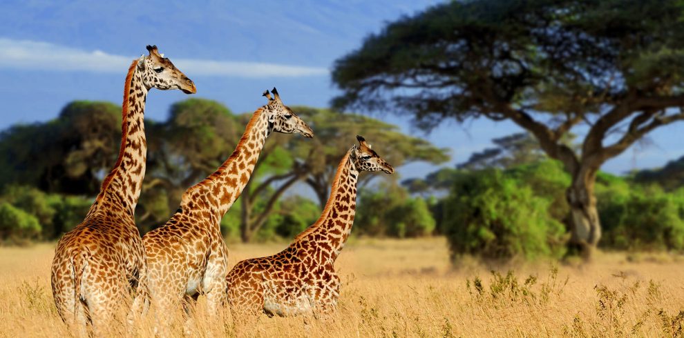 5 Days Tanzania Private Lodge Safari (With Arrival Day Included): Tarangire, Serengeti & Ngorongoro