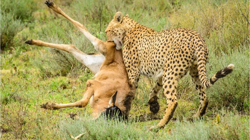 3 Days Tanzania Budget Group Join Safari: Serengeti & Ngorongoro