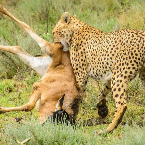 3 Days Tanzania Budget Group Join Safari: Serengeti & Ngorongoro