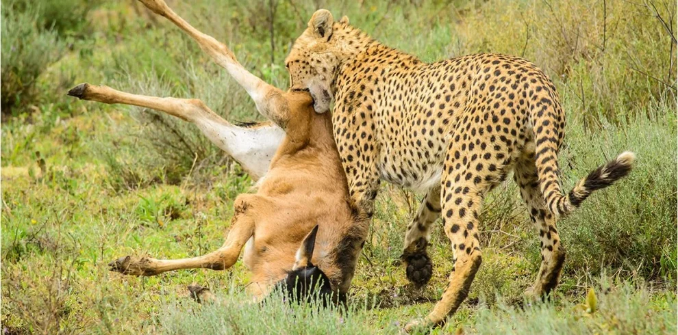 3 Days Tanzania Budget Group Join Safari: Serengeti & Ngorongoro