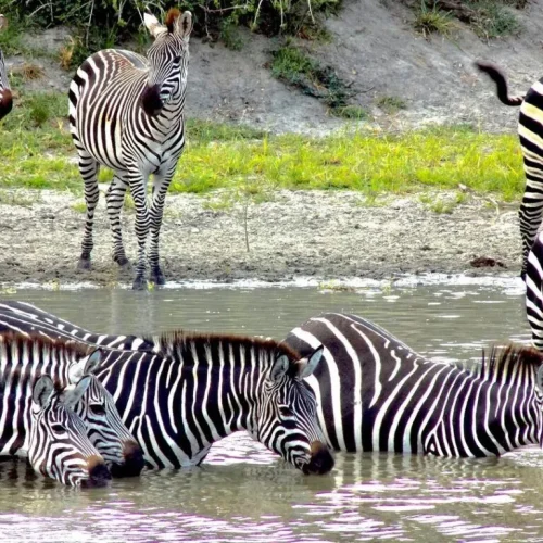 3 Days Tanzania Private Lodge Safari (With Arrival Day Included): Serengeti & Ngorongoro