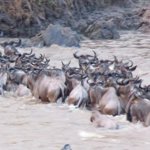 🌹5 Days Fly-in Serengeti Migration Luxury Honeymoon Safari: Tarangire & Ngorongoro & Serengeti with Balloon Safaris