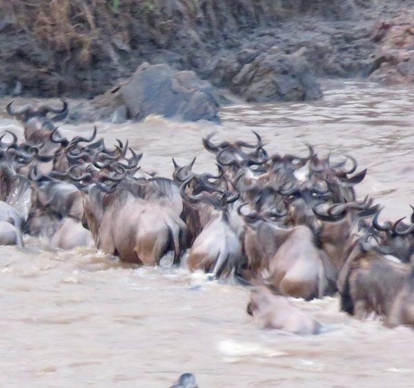 🌹5 Days Fly-in Serengeti Migration Luxury Honeymoon Safari: Tarangire & Ngorongoro & Serengeti with Balloon Safaris