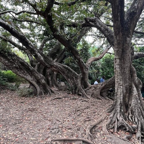 🌴 Chemka (Kikuletwa) Hot Springs Private Day Trip