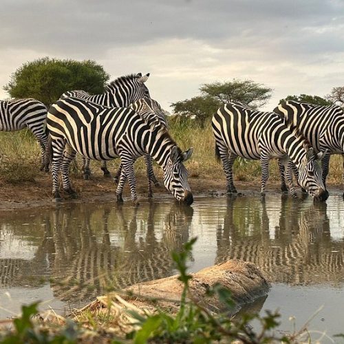 🌹5 Days Fly-in Serengeti Migration Luxury Honeymoon Safari: Tarangire & Ngorongoro & Serengeti with Balloon Safaris
