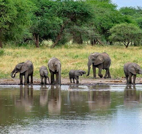 🌹5 Days Fly-in Serengeti Migration Luxury Honeymoon Safari: Tarangire & Ngorongoro & Serengeti with Balloon Safaris