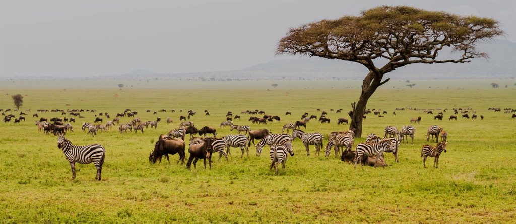 7 Days Tanzania Budget Group Join Safari: Lake Manyara, Tarangire, Serengeti & Ngorongoro