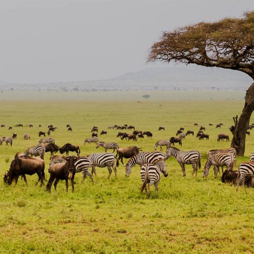 7 Days Tanzania Budget Group Join Safari: Lake Manyara, Tarangire, Serengeti & Ngorongoro