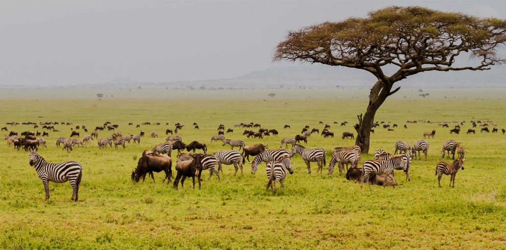 7 Days Tanzania Budget Group Join Safari: Lake Manyara, Tarangire, Serengeti & Ngorongoro
