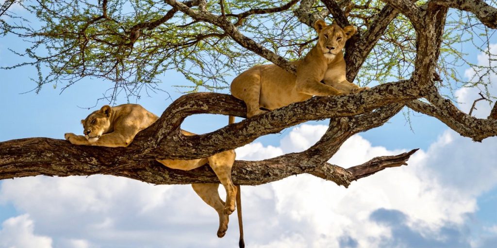 2 Days Tanzania Budget Group Join Safari: Lake Manyara & Ngorongoro