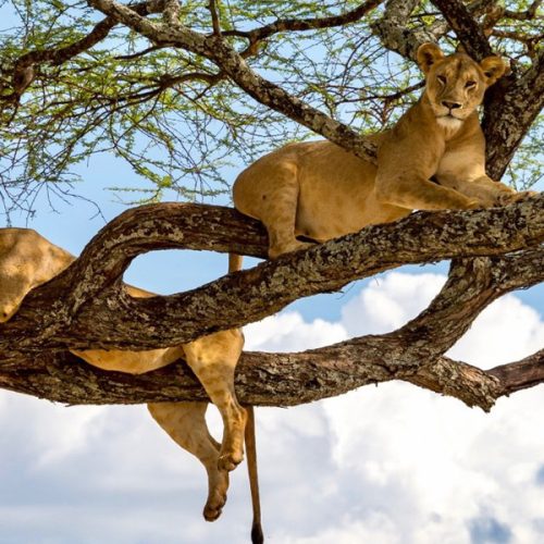 2 Days Tanzania Budget Group Join Safari: Lake Manyara & Ngorongoro