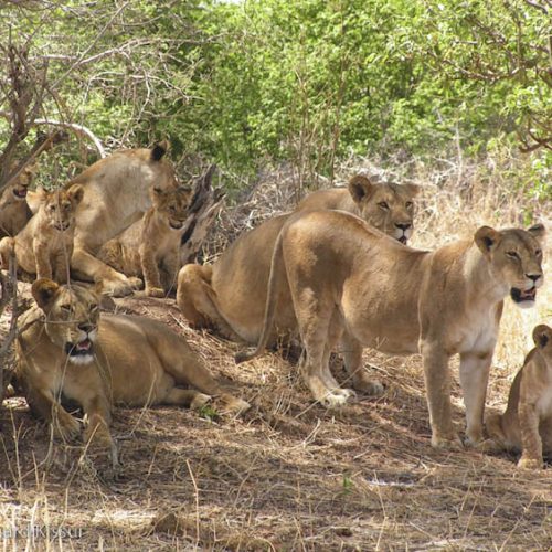 2 Days Tanzania Budget Group Join Safari: Lake Manyara & Tarangire