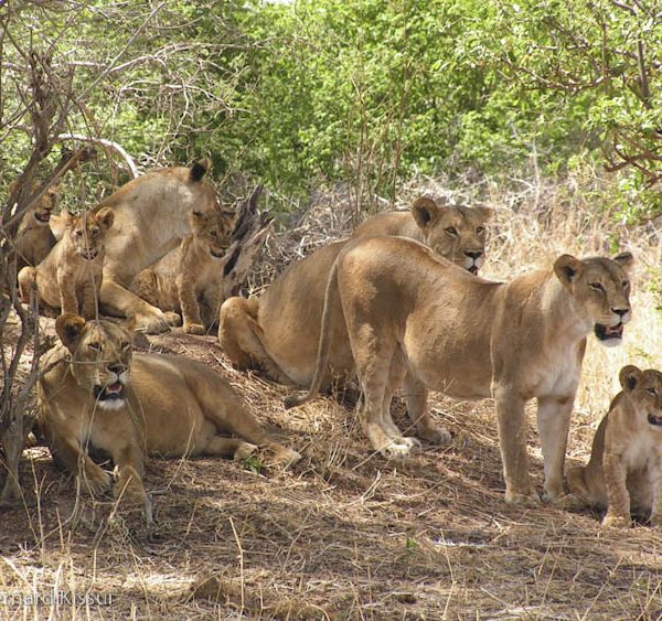 2 Days Tanzania Budget Group Join Safari: Lake Manyara & Tarangire