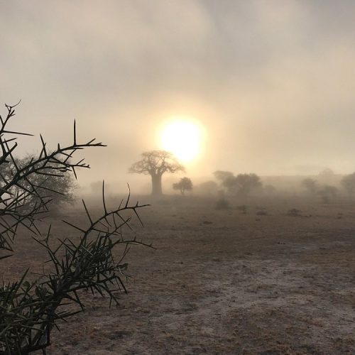 2 Days Tanzania Luxury Honeymoon Safari (Included Arrival Day): Tarangire & Lake Manyara