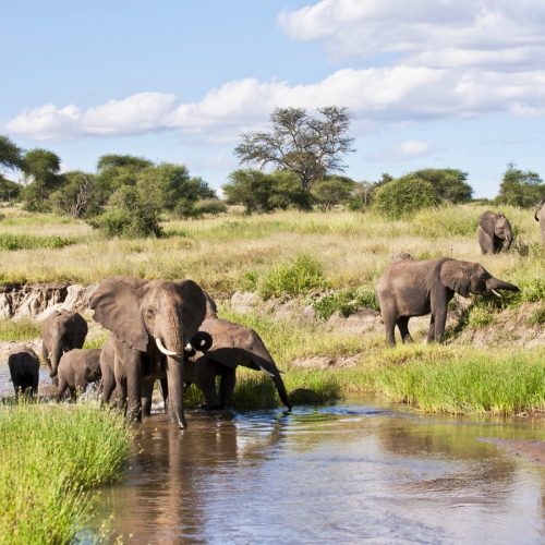 2 Days Tanzania Budget Group Join Safari: Lake Manyara & Tarangire