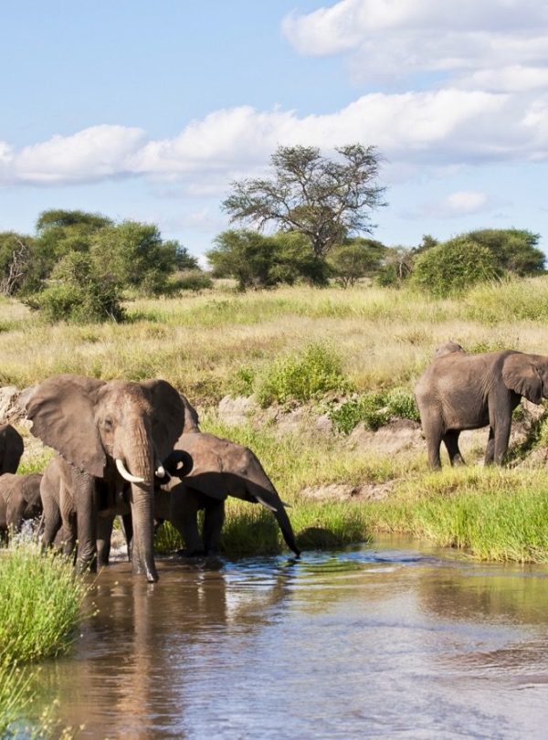 2 Days Tanzania Budget Group Join Safari: Lake Manyara & Tarangire