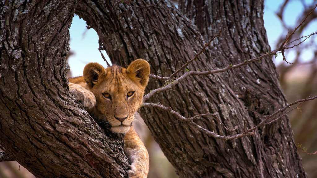 7 Days Tanzania Budget Group Join Safari: Lake Manyara, Tarangire, Serengeti & Ngorongoro