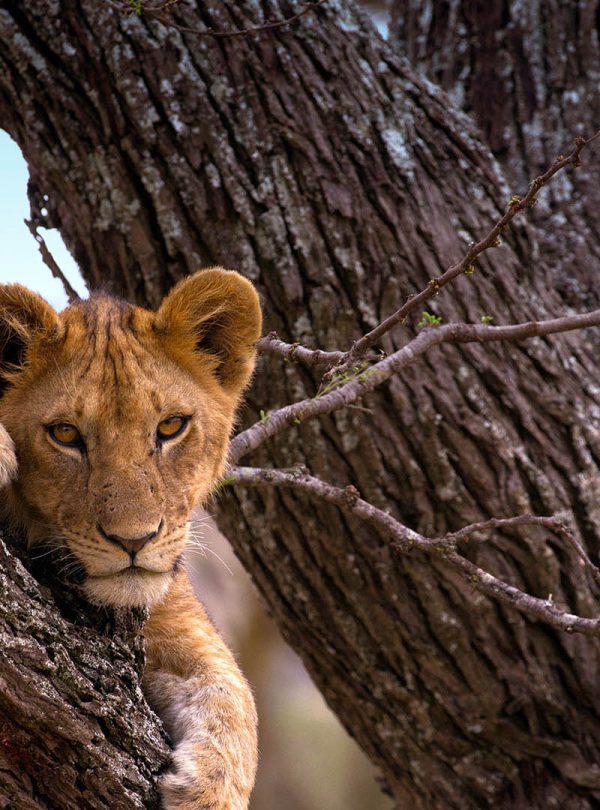 7 Days Tanzania Budget Group Join Safari: Lake Manyara, Tarangire, Serengeti & Ngorongoro