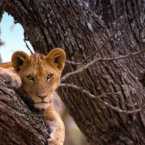 3 Days Tanzania Budget Group Join Safari: Serengeti & Ngorongoro