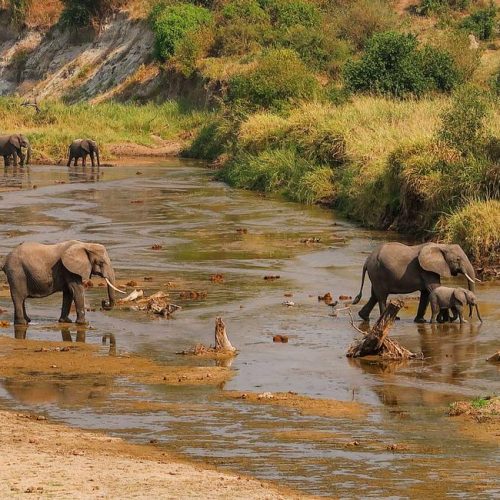 2 Days Tanzania Budget Group Join Safari: Lake Manyara & Tarangire