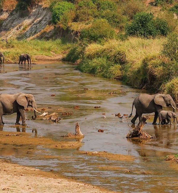 2 Days Tanzania Budget Group Join Safari: Lake Manyara & Tarangire
