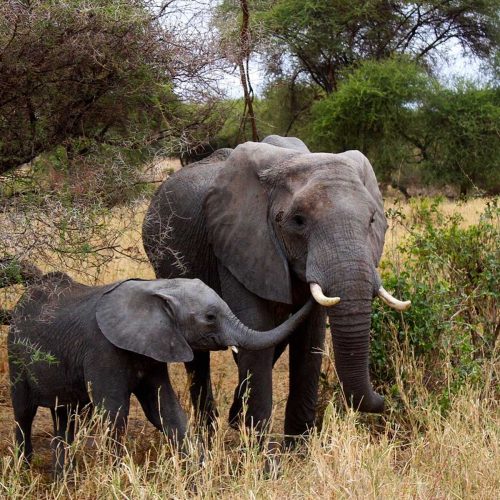 2 Days Tanzania Budget Group Join Safari: Lake Manyara & Ngorongoro