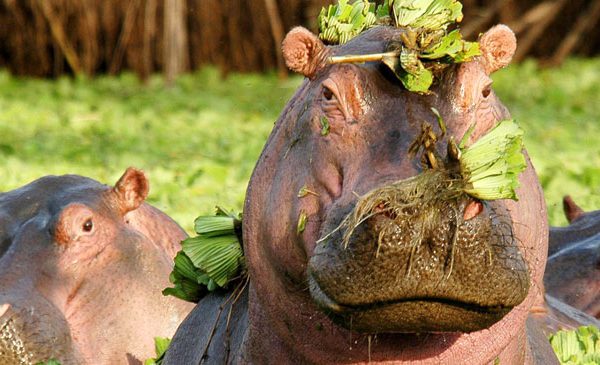 2 Days Tanzania Budget Group Join Safari: Lake Manyara & Ngorongoro