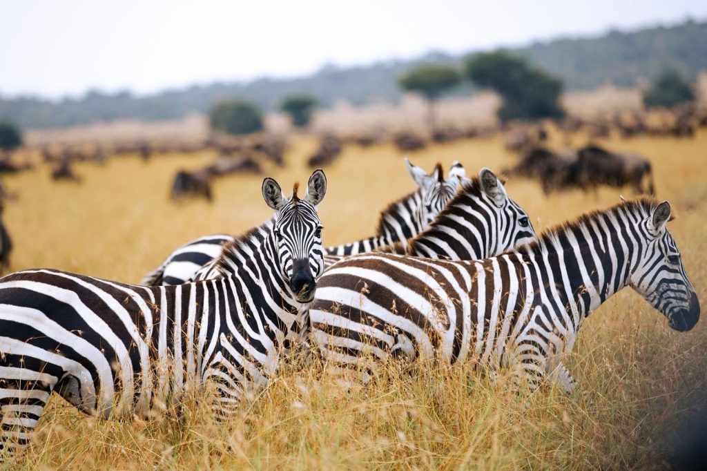 4 Days Tanzania Budget Group Join Safari: Tarangire, Serengeti & Ngorongoro