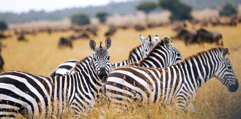 4 Days Tanzania Budget Group Join Safari: Tarangire, Serengeti & Ngorongoro