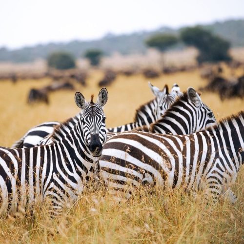 7 Days Tanzania Budget Group Join Safari: Lake Manyara, Tarangire, Serengeti & Ngorongoro
